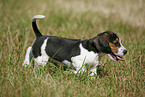 rennender Beagle Welpe