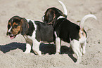 Beagle Welpen