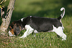 schnuppernder Beagle