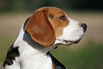 Beagle Portrait