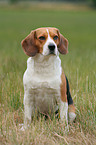 sitzender Beagle