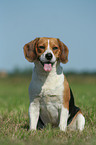 sitzender Beagle