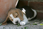 schlafender Beagle Welpe