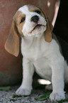 Beagle