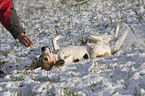 Beagle wlzt sich im Schnee