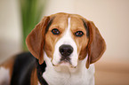 Beagle Portrait