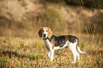 stehender Beagle