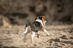 rennender Beagle