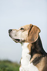 Beagle Portrait