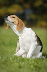 junger Beagle