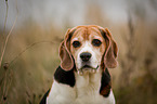 Beagle Portrait