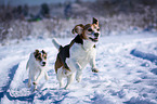 Beagle und Parson Russell Terrier