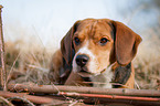 Beagle