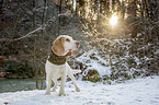 Beagle im Schnee