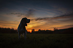 Beagle bei Sonnenuntergang
