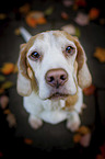Beagle im Herbstlaub