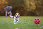 spielender junger Beagle