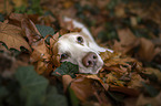 Beagle im Laub
