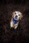 stehender Beagle