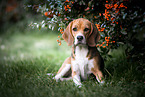 Beagle Hndin