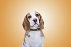 Beagle Portrait