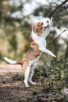 ausgewachsener Beagle