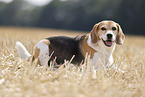 Beagle Rde