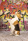 Beagle vor Graffiti
