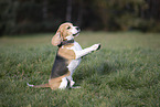 Beagle