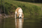 einugiger Beagle