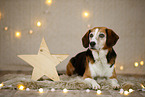 Beagle in Weihnachtsdeko