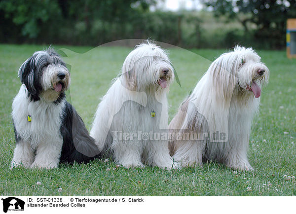 sitzender Bearded Collies / sitting Bearded Collies / SST-01338