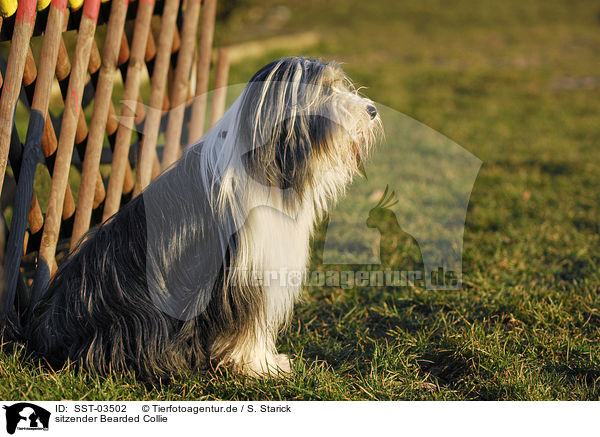 sitzender Bearded Collie / sitting Bearded Collie / SST-03502