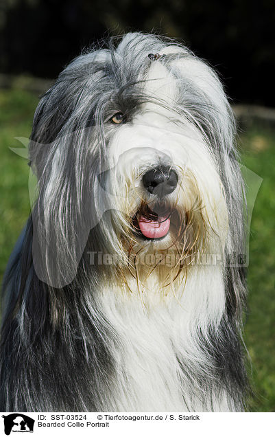 Bearded Collie Portrait / Bearded Collie Portrait / SST-03524