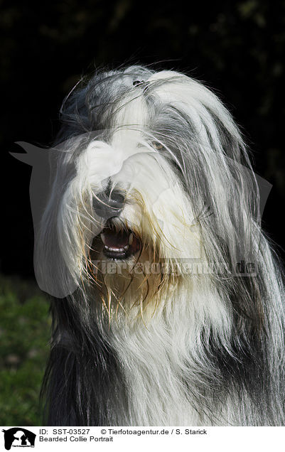 Bearded Collie Portrait / Bearded Collie Portrait / SST-03527