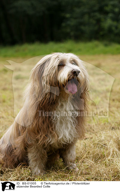 sitzender Bearded Collie / BS-01005