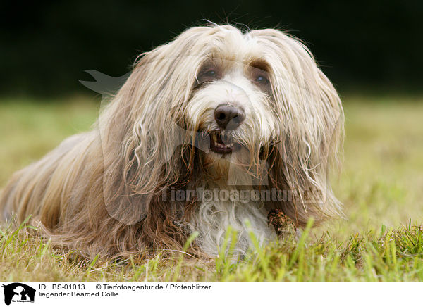 liegender Bearded Collie / lying Bearded Collie / BS-01013