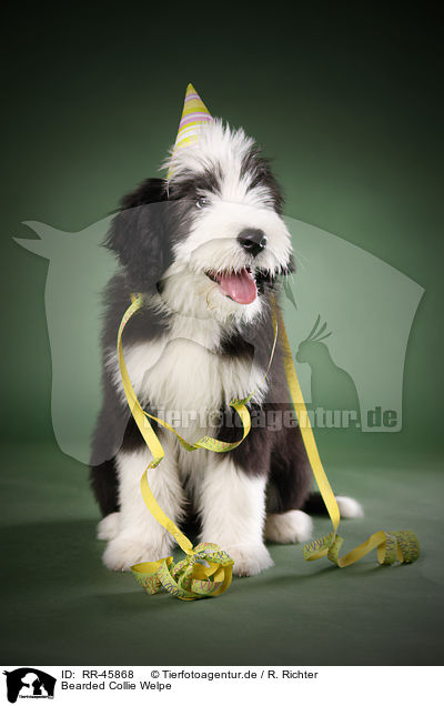 Bearded Collie Welpe / Bearded Collie Puppy / RR-45868