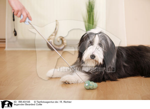 liegender Bearded Collie / lying Bearded Collie / RR-49195