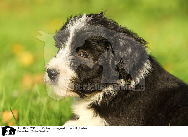 Bearded Collie Welpe / Bearded Collie Puppy / KL-12315