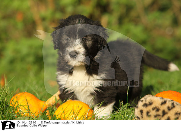 Bearded Collie Welpe / Bearded Collie Puppy / KL-12316