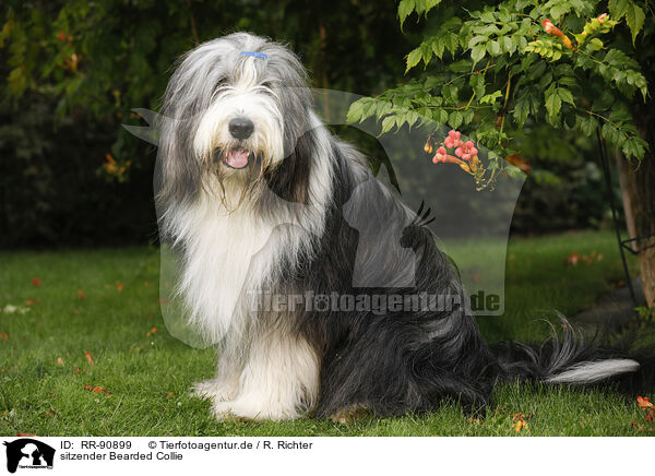 sitzender Bearded Collie / sitting Bearded Collie / RR-90899