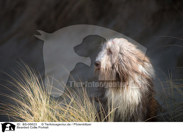 Bearded Collie Portrait / Bearded Collie Portrait / BS-06623