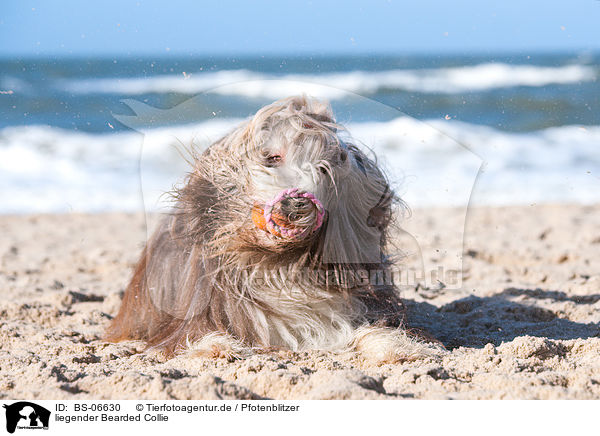 liegender Bearded Collie / lying Bearded Collie / BS-06630