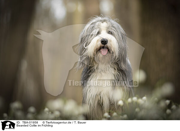 Bearded Collie im Frhling / Bearded collie in spring / TBA-01958