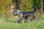 Bearded Collie in Bewegung