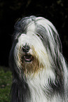 Bearded Collie Portrait