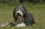 liegender Bearded Collie