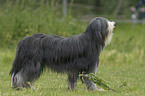 Bearded Collie