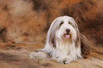 Bearded Collie